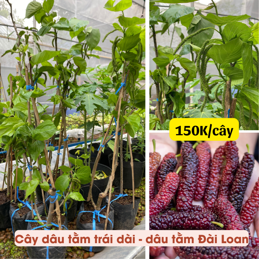Cây Dâu Tằm Trái Dài (Dâu Tằm Đài Loan) 2