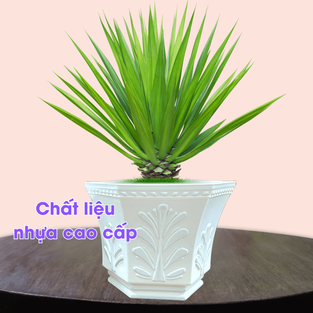Chậu nhựa trồng cây cỏ may 3