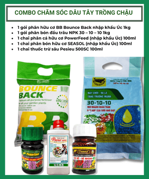 Combo chăm sóc Dâu Tây trồng chậu