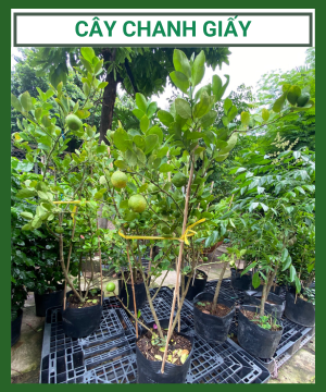 Cây Giống Chanh Giấy dễ trồng – siêu trái