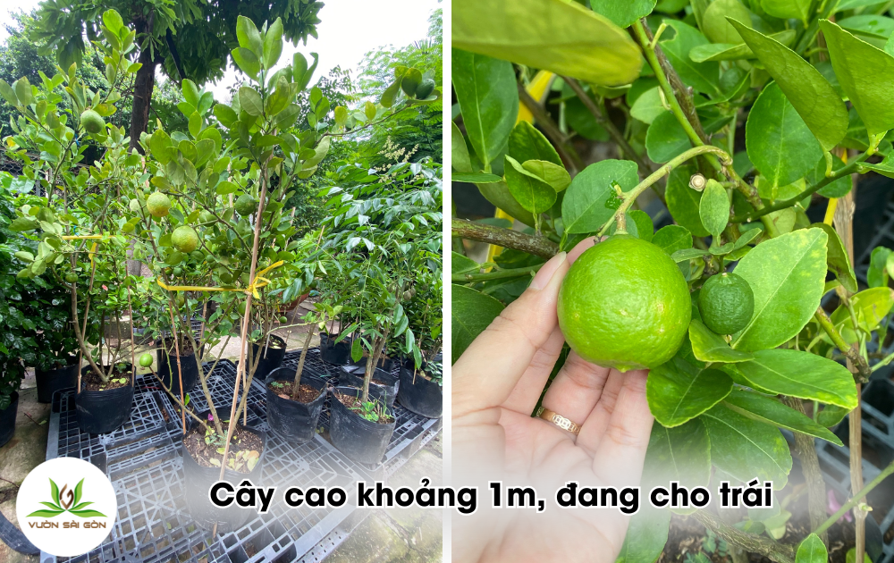 Cây Giống Chanh Giấy dễ trồng – siêu trái 2