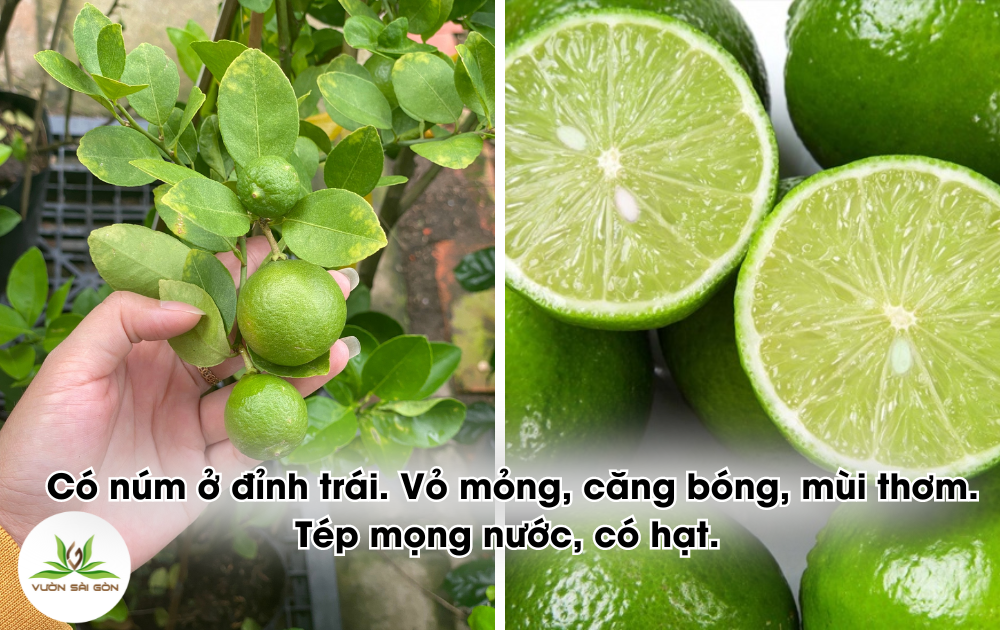 Cây Giống Chanh Giấy dễ trồng – siêu trái 3