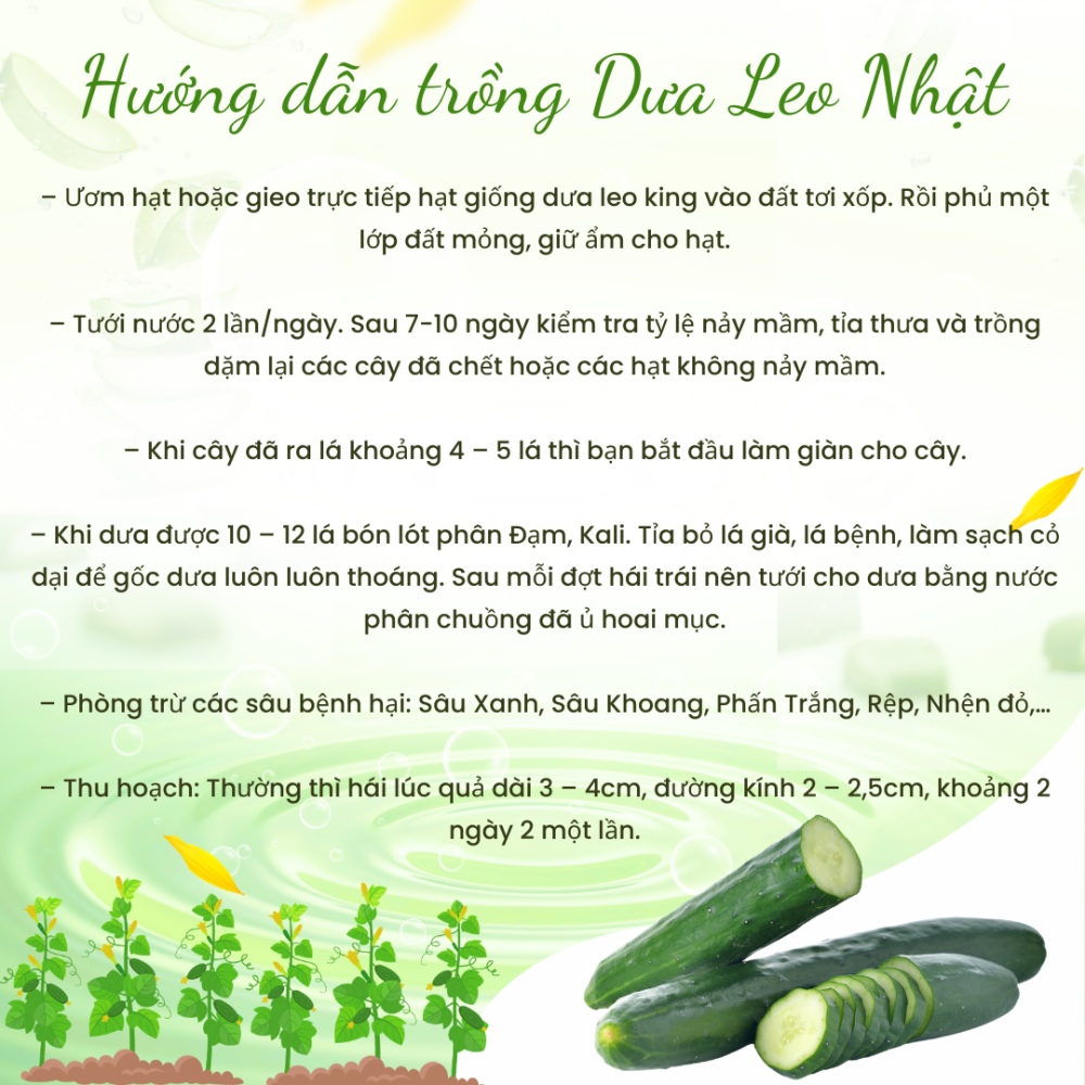 Hạt giống Dưa Leo Nhật F1 PN 15 3