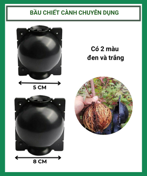 Bầu Chiết Cành Chuyên Dụng
