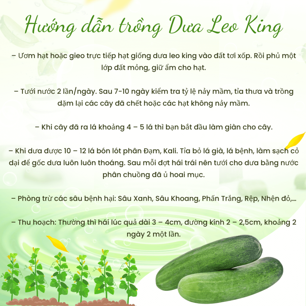 Hạt giống Dưa Leo King Phú Nông 779 3