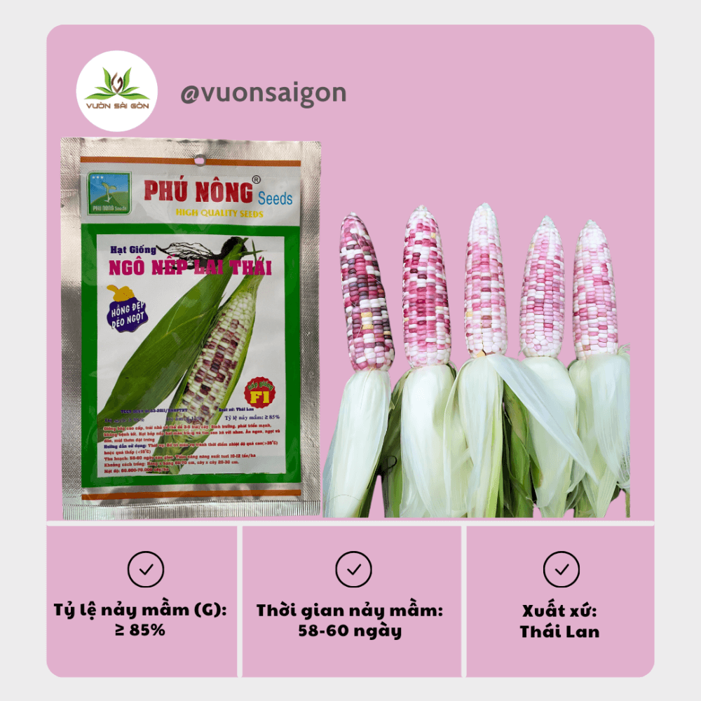Hạt giống bắp (ngô) nếp lai thái Phú Nông 3