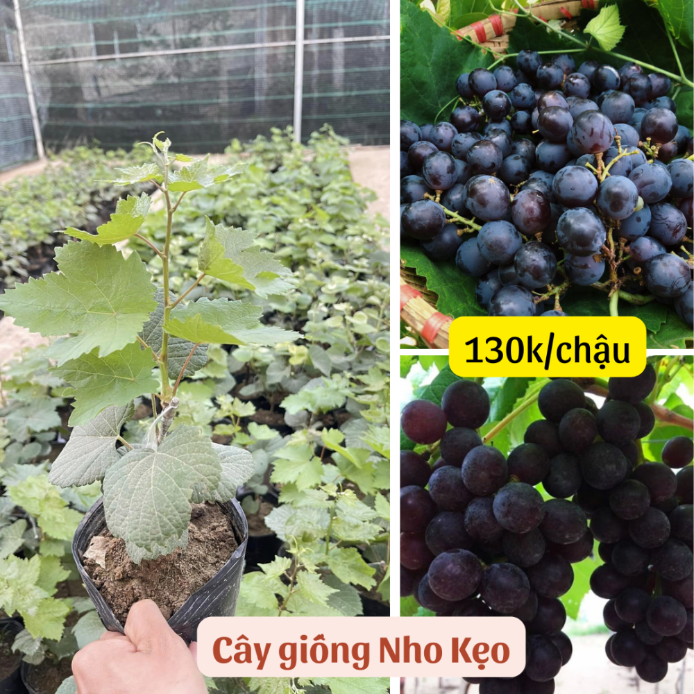 Cây giống nho Ninh Thuận, dễ trồng (Nho Kẹo, Bailey) 3