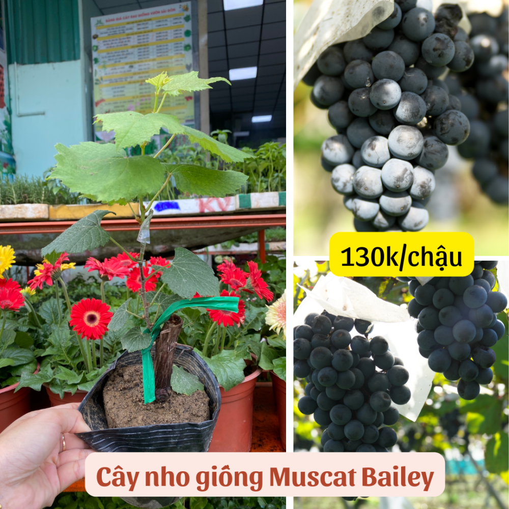 Cây giống nho Ninh Thuận, dễ trồng (Nho Kẹo, Bailey) 2