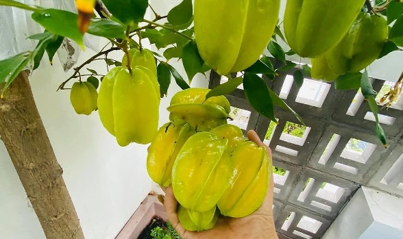 Cây giống khế ngọt dễ trồng, sai trái quanh năm 3