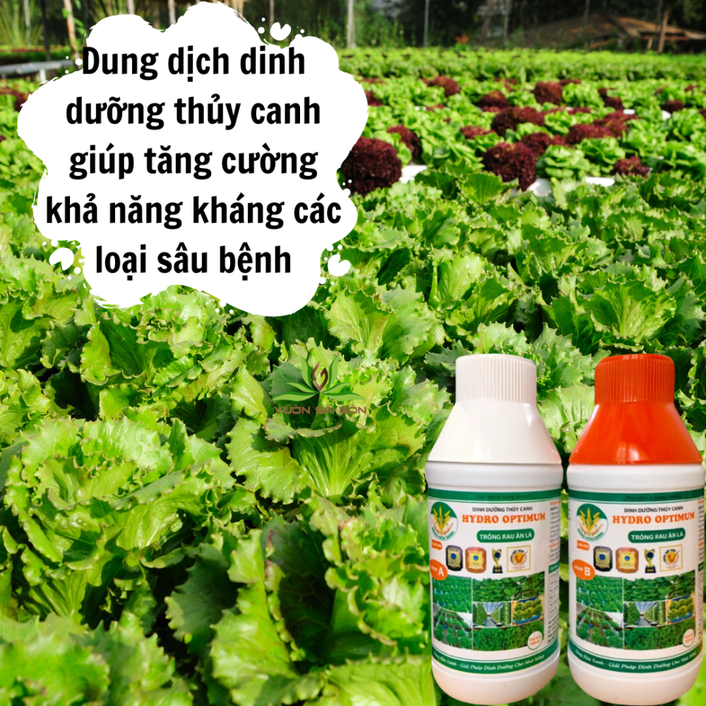 Dinh Dưỡng Thủy Canh Rau Ăn Lá Hydro Optimum 3