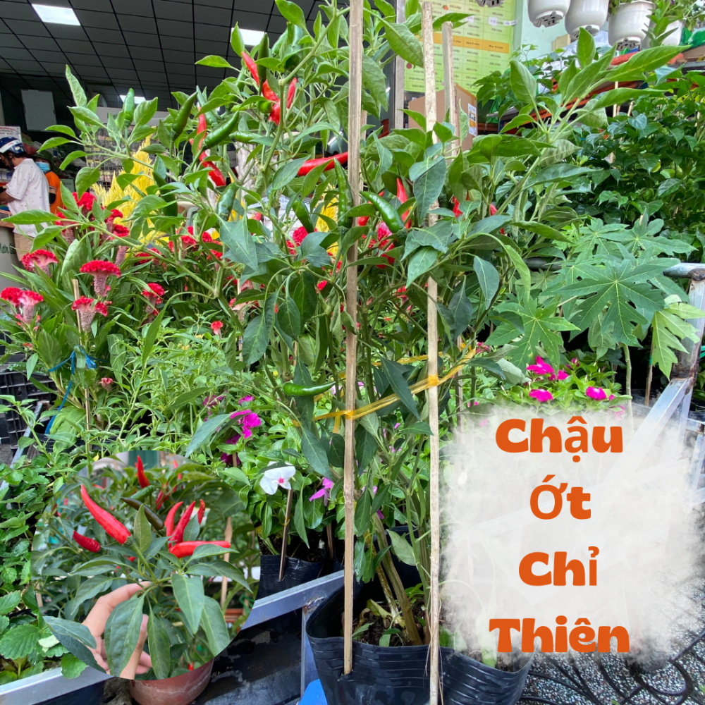 Chậu Ớt Xiêm – Chỉ Thiên – Sừng Vàng (Đang có trái) 2