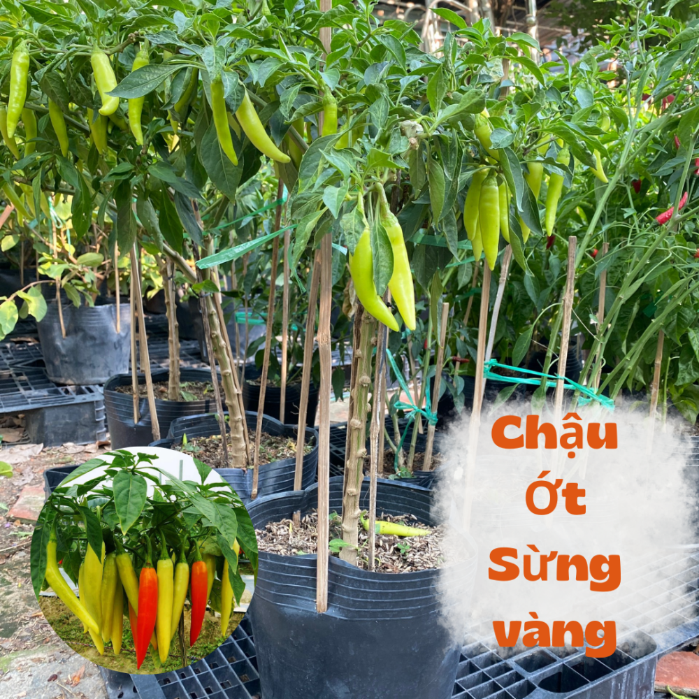 Chậu Ớt Xiêm – Chỉ Thiên – Sừng Vàng (Đang có trái) 3