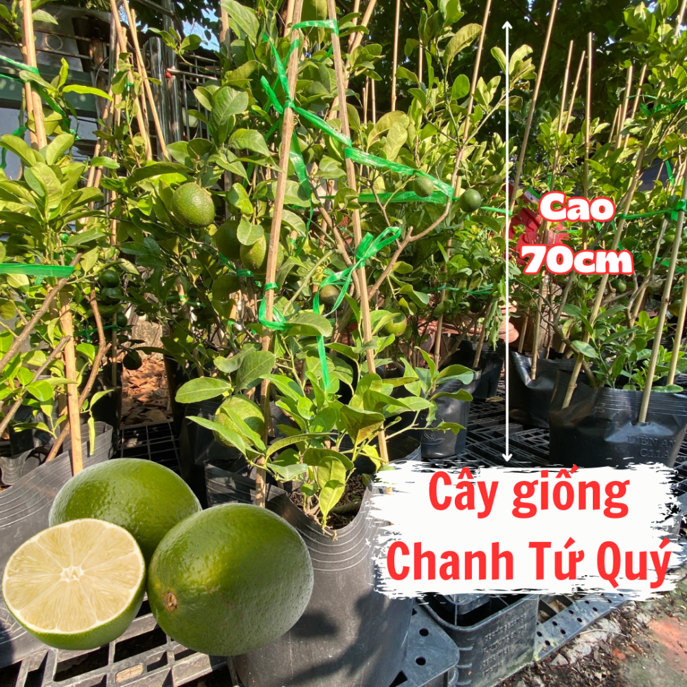 Cây Chanh Tứ Quý đang trái – Chanh Bốn Mùa – Trái quanh năm 2