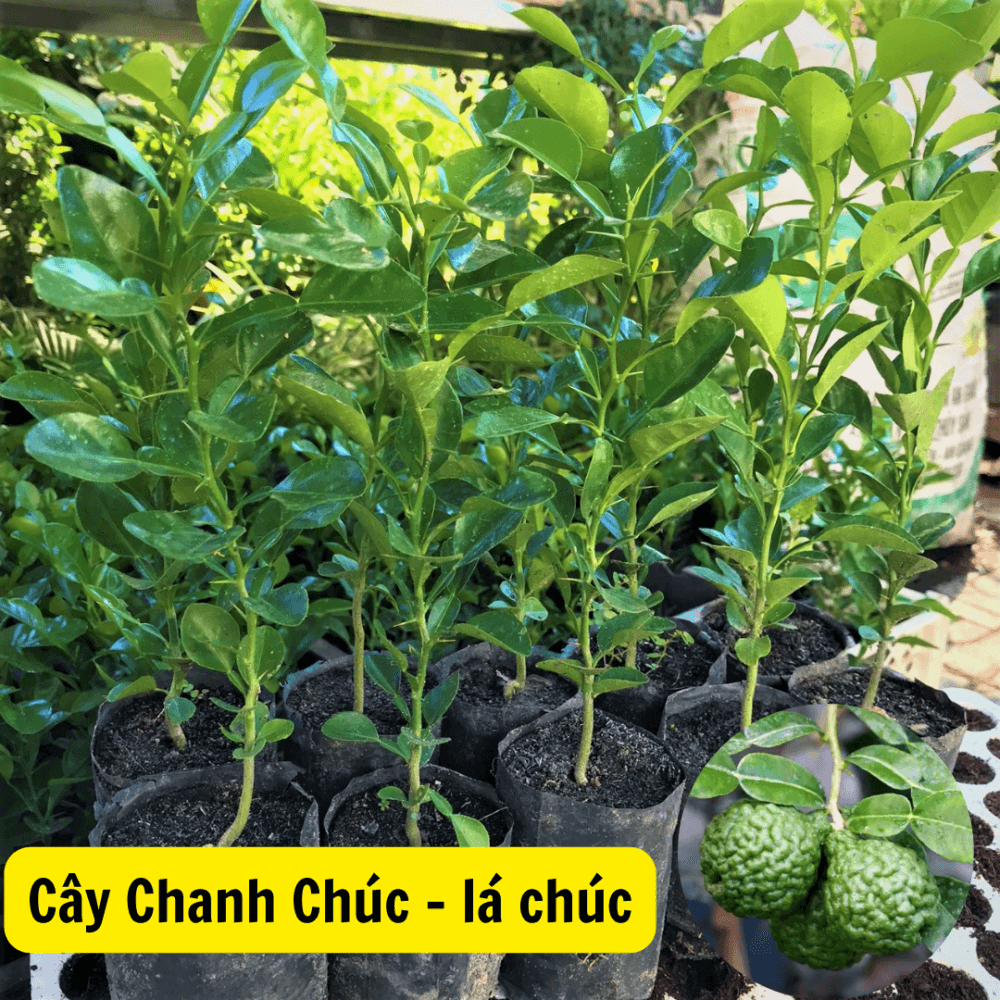 Cây Lá Chúc – Chanh Chúc – Chanh Thái 3