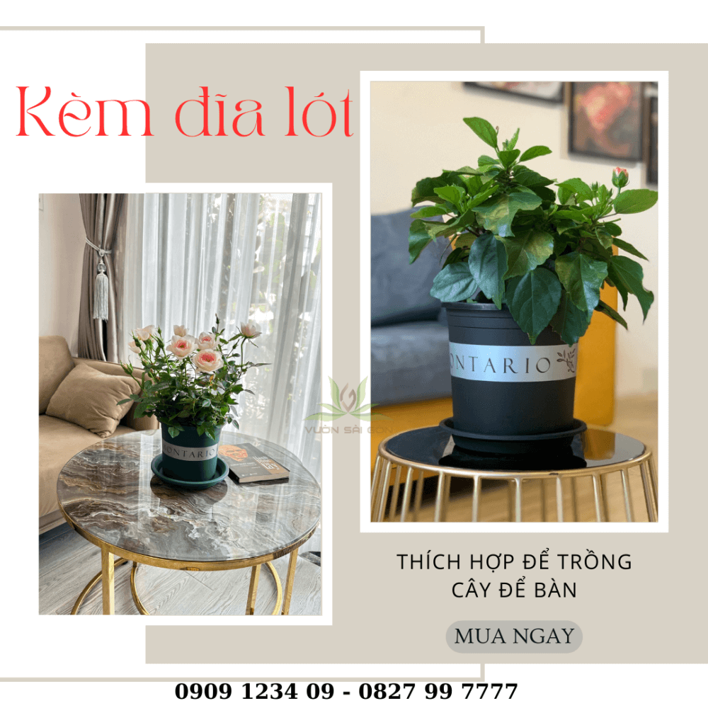 Chậu nhựa trồng cây Montario (Kèm đĩa lót) 3