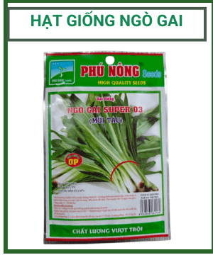 Hạt giống Ngò Gai – Mùi Tàu Phú Nông