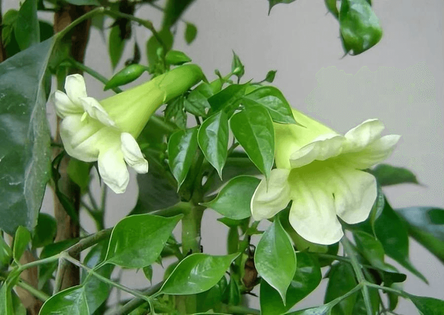 Cây Hạnh Phúc – Trang Trí Nội Thất (Cây cao 60-90cm) 3