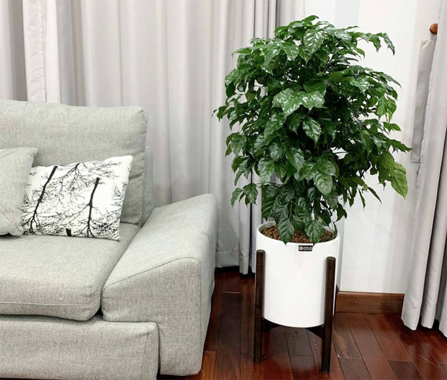 Cây Hạnh Phúc – Trang Trí Nội Thất (Cây cao 60-90cm) 2