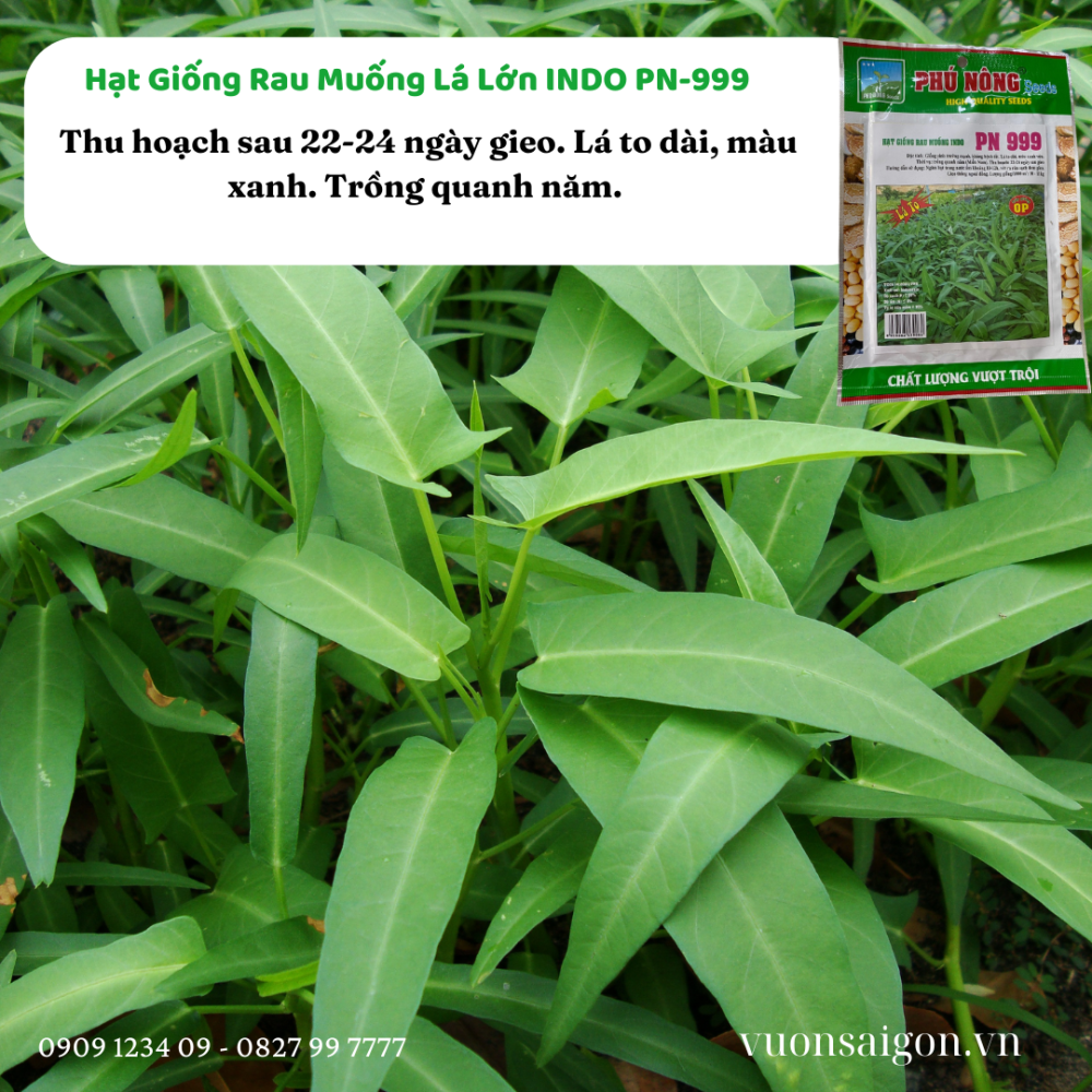 Hạt giống rau muống lá lớn INDO PN-999 2