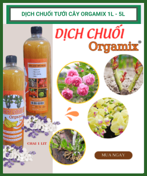 Dịch Chuối Orgamix – dịch chuối tưới cây 100% hữu cơ