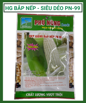 Hạt giống bắp nếp siêu dẻo PN-99, hạt giống Phú Nông chắc khỏe