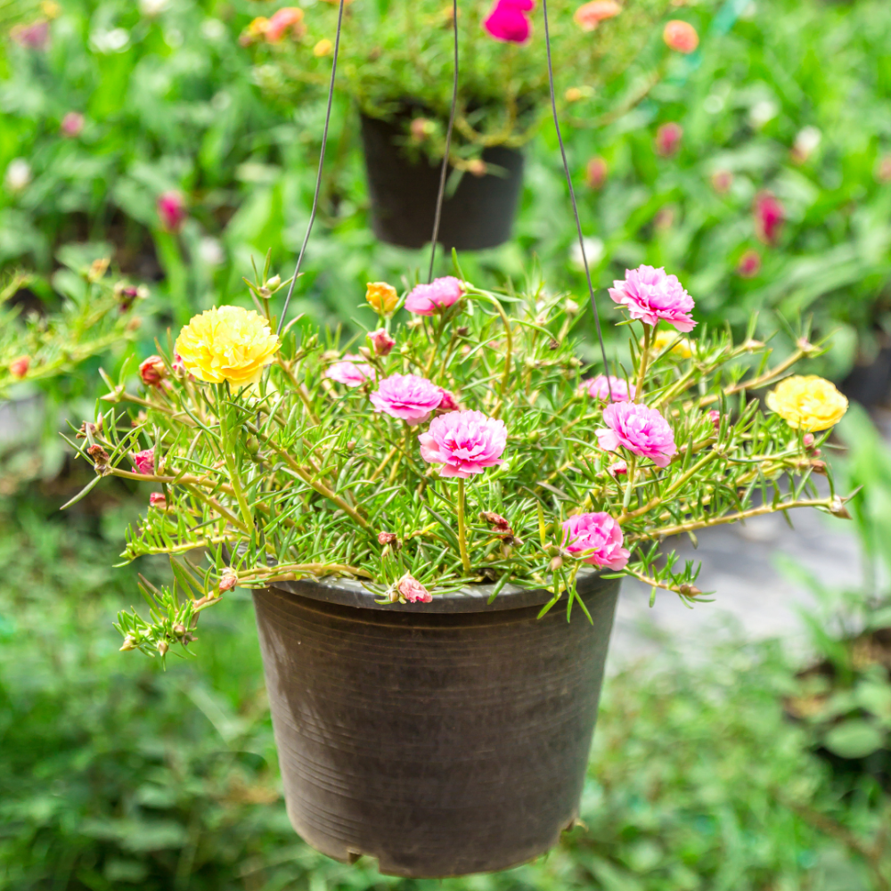 Cây Hoa Mười Giờ Mix màu, màu ngẫu nhiên 3