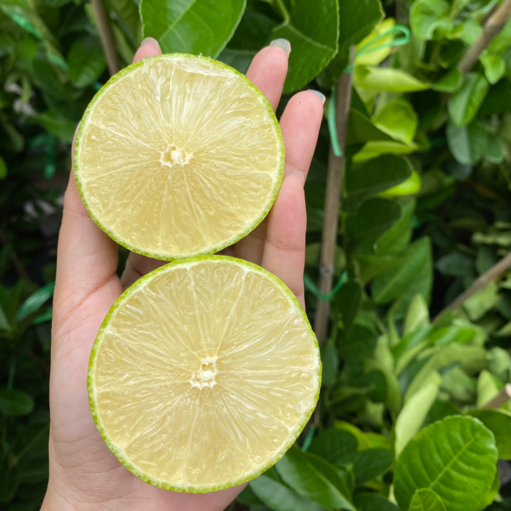 Cây giống chanh không hạt, trái mọng nước, lá thơm 2