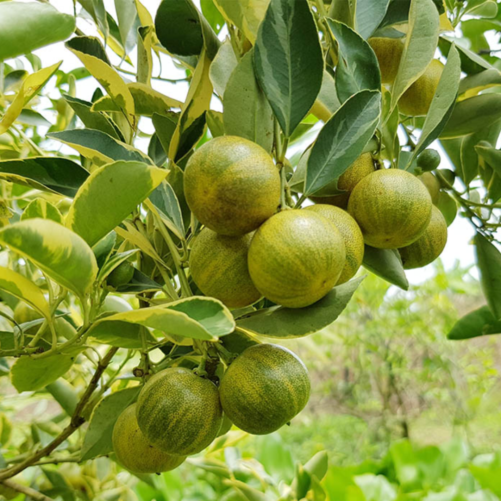 Cây Tắc Cẩm Thạch 2