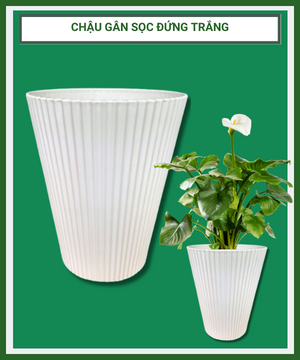 Chậu nhựa gân sọc đứng trắng