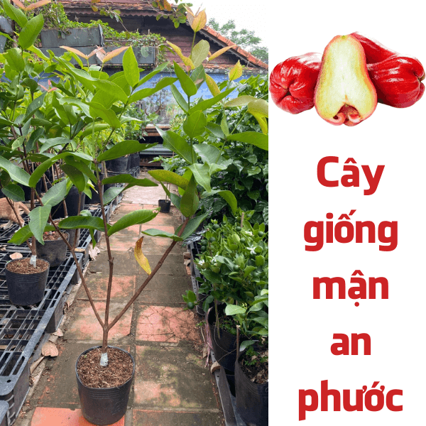 Cây giống mận đỏ An Phước – ngon – giòn – ngọt 3