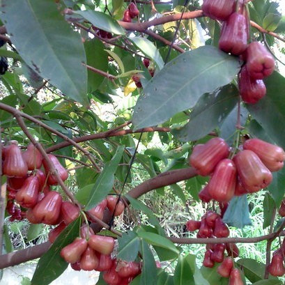 Cây giống mận đỏ An Phước – ngon – giòn – ngọt 2