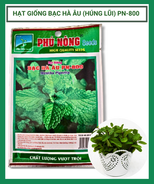 Hạt giống bạc hà âu (húng lũi) Phú Nông-800 mentha piperita