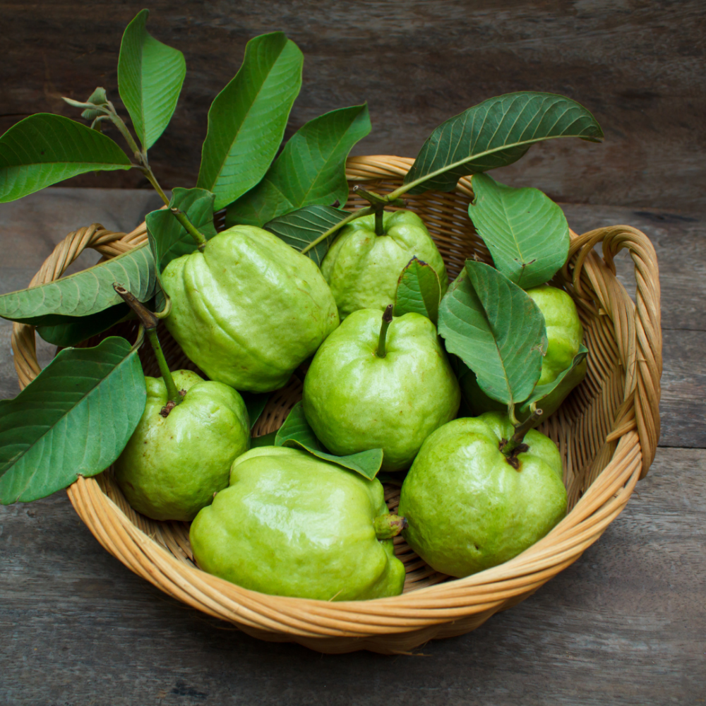Cây giống Ổi Nữ Hoàng, cây chiết cành nhánh khỏe, đang trái 2