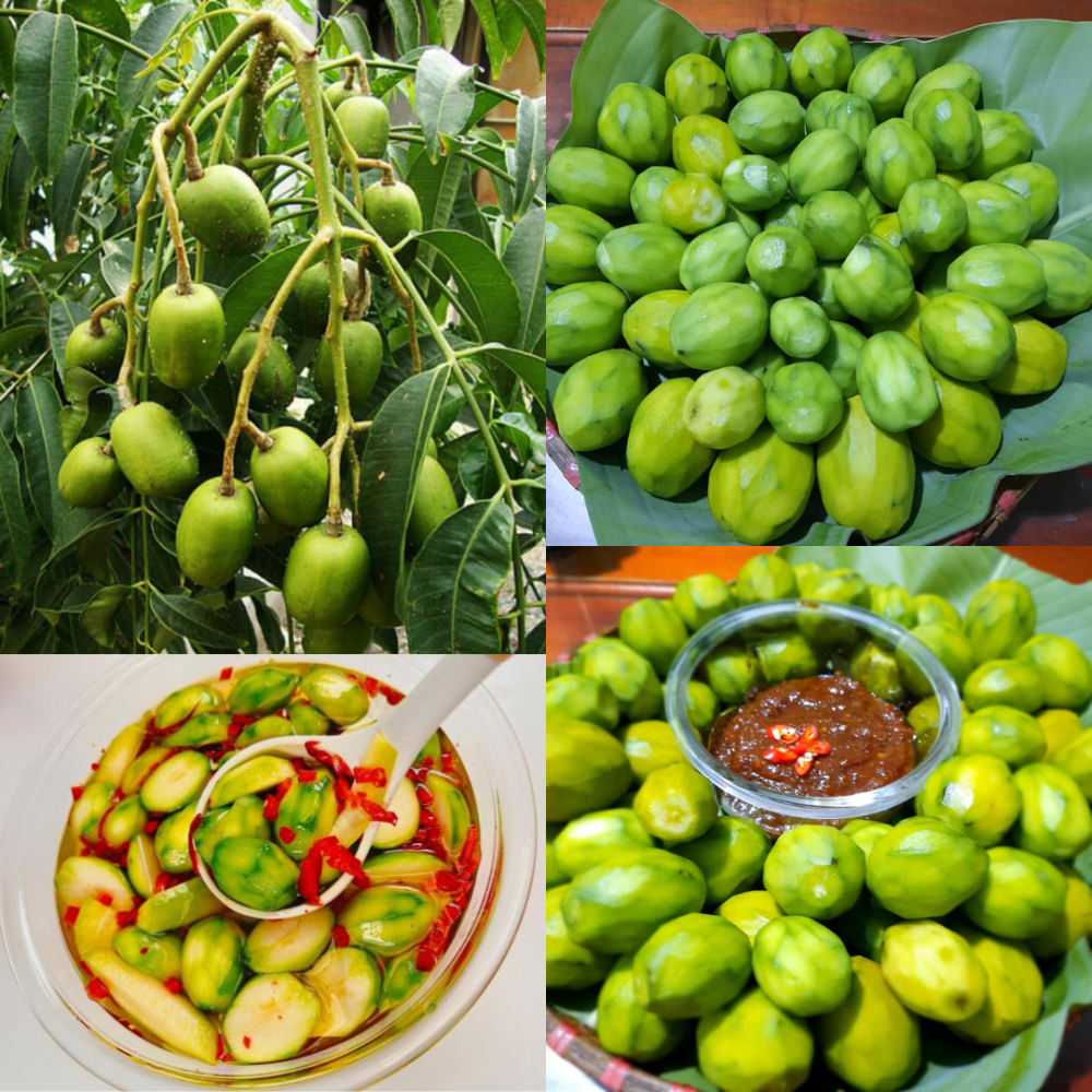 Cây giống cóc Thái (cóc bao tử) – Cây khỏe 2