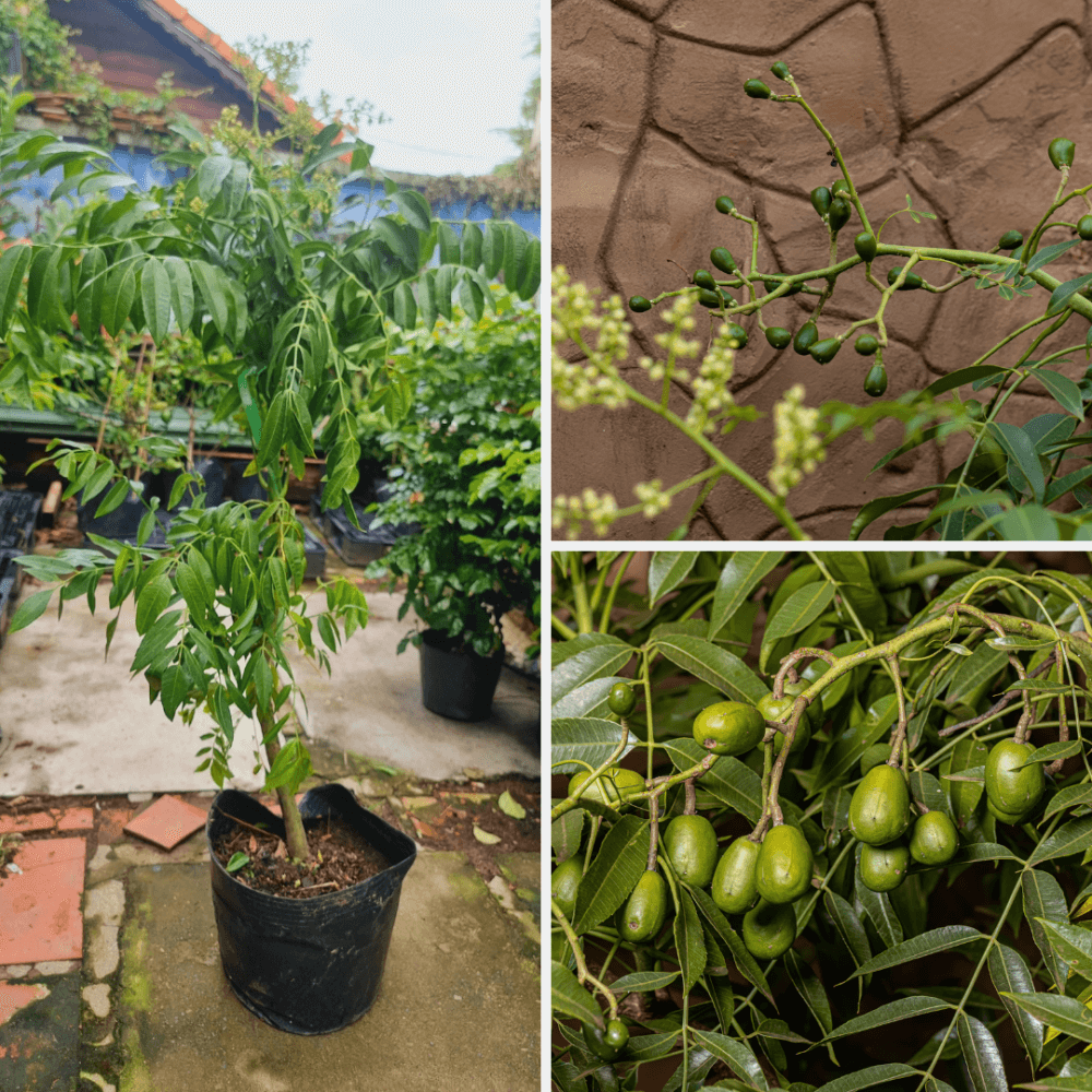 Cây giống cóc Thái (cóc bao tử) – Cây khỏe 3
