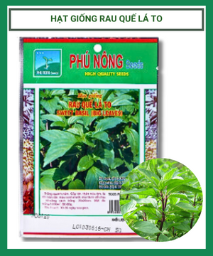 HẠT GIỐNG RAU QUẾ PHÚ NÔNG ( thân tím lá to) – gói 5gr