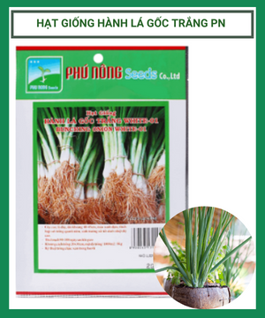 Hạt giống hành lá gốc trắng PN-01
