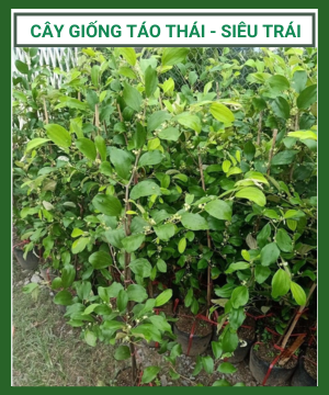 Cây giống táo Thái – Siêu trái – Giòn – Ngọt, trái to cho trái quanh năm
