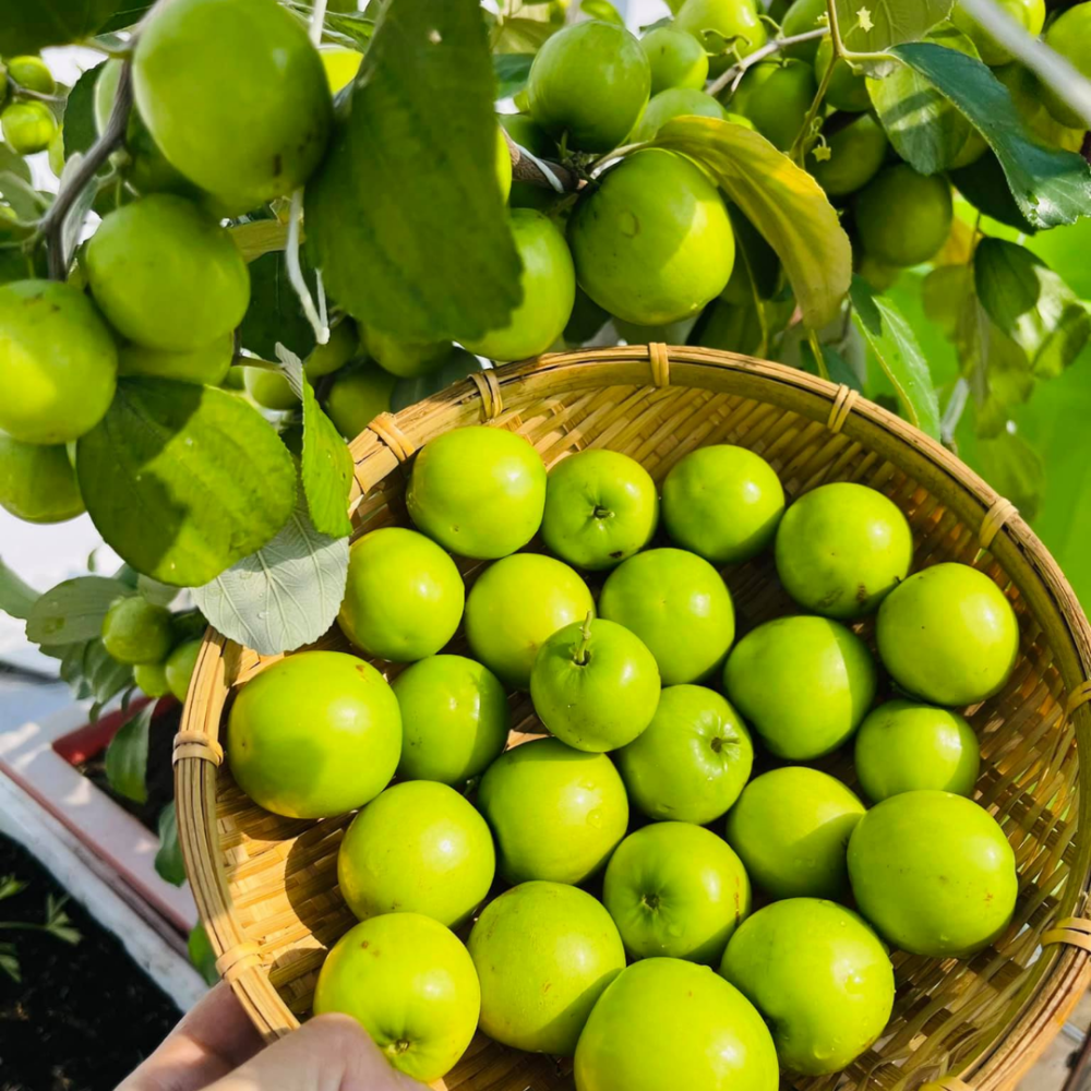 Cây giống táo Thái – Siêu trái – Giòn – Ngọt, trái to cho trái quanh năm 2