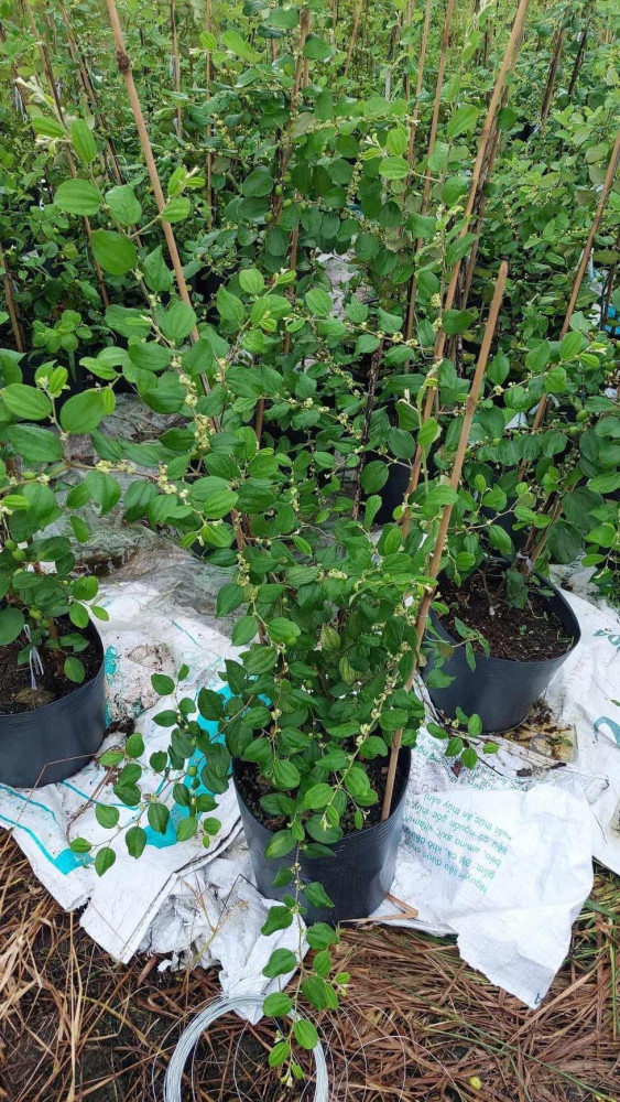 Cây giống táo Thái – Siêu trái – Giòn – Ngọt, trái to cho trái quanh năm 3