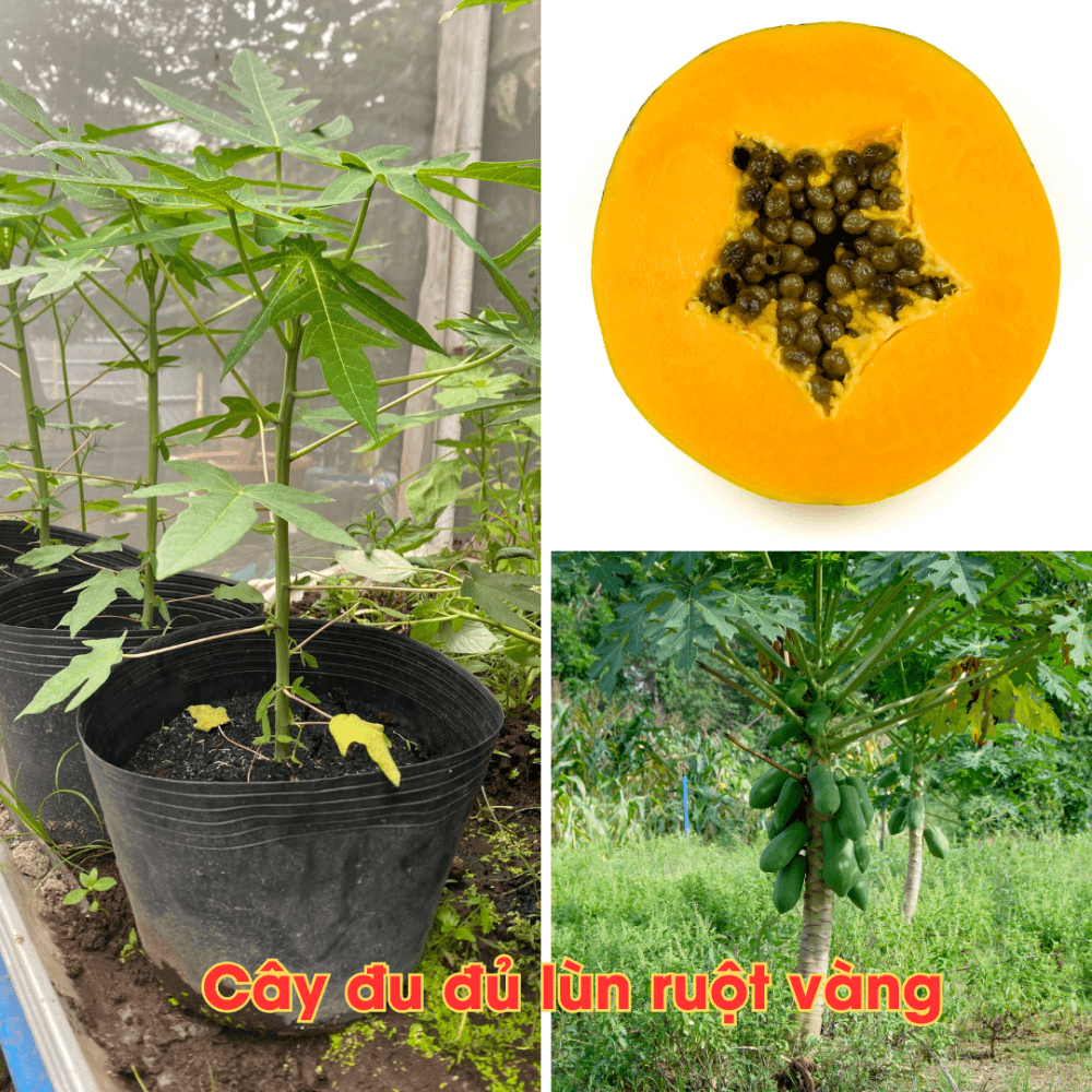 Cây giống Đu Đủ Lùn Ruột Vàng 3