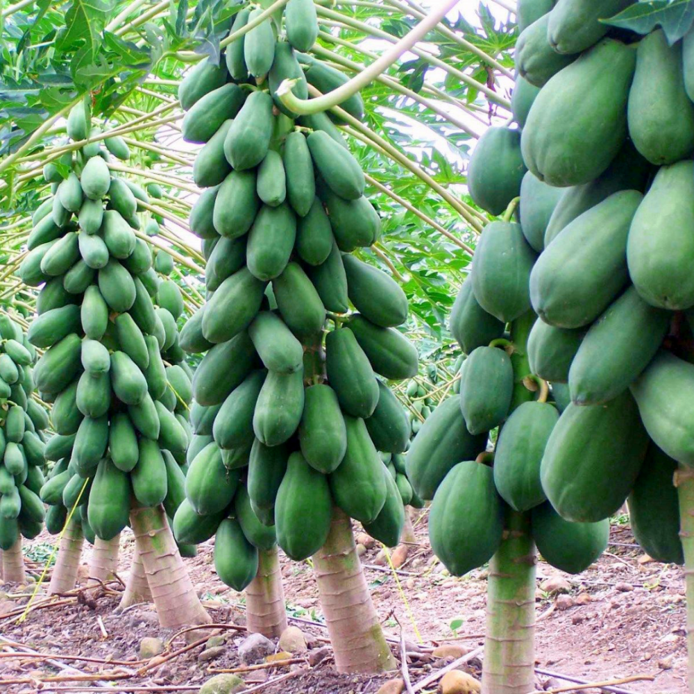 Cây giống Đu Đủ Lùn Ruột Vàng 2