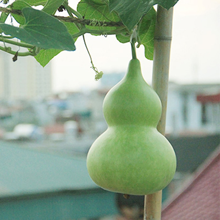 Hạt giống bầu hồ lô PN-100 2