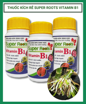 Thuốc kích rễ Super roots Vitamin B1 chai 100ml