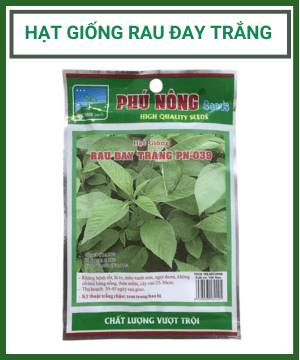 HẠT GIỐNG RAU ĐAY TRẮNG ( Cao sản)