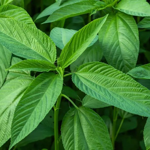 HẠT GIỐNG RAU ĐAY TRẮNG ( Cao sản) 3