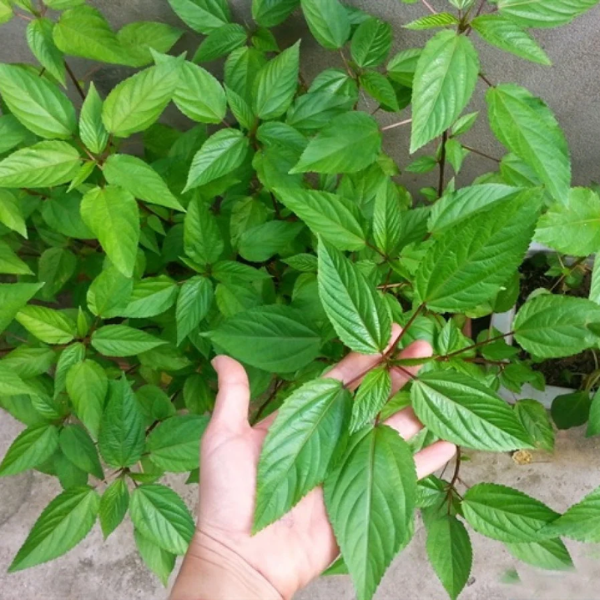 Hạt giống Rau Đay Đỏ Phú Nông 2