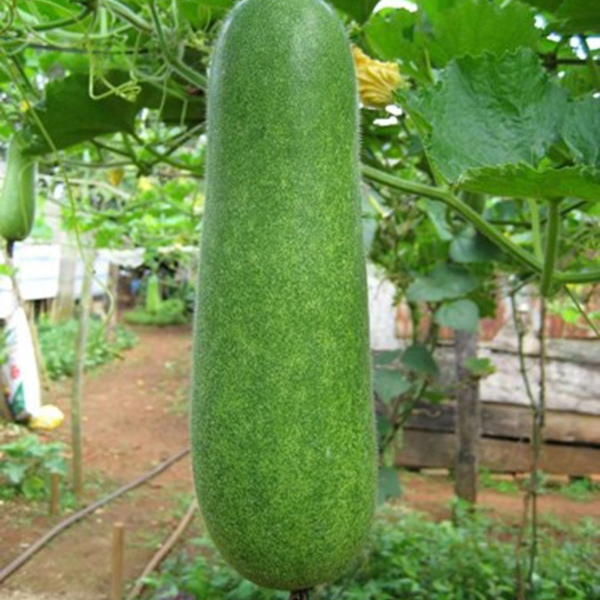 Hạt giống bí đao chanh f1 WG-9 2