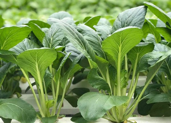 Hạt giống cải ngọt cao sản Phú Nông – Cây khỏe, nặng kí 2