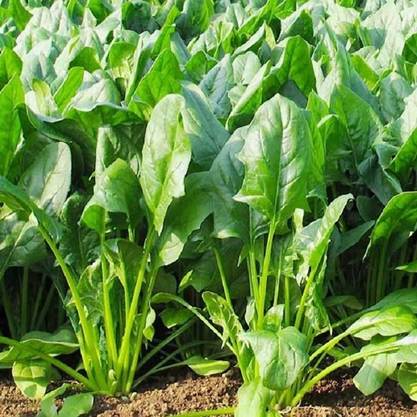 HẠT GIỐNG CẢI CHÂN VỊT (BÓ XÔI) – chịu nhiệt Phú Nông 3